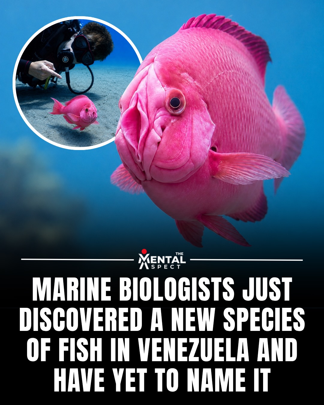 Pink fish and a marine biologist story graphic